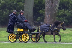 An entrant in the 2023 London Harness Horse Parade held at the South of England Showground in Ardingly, West Sussex, amidst driving rain. 10-Apr-2023. IMG_5981