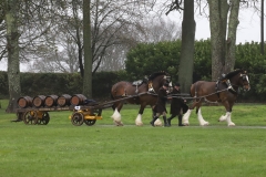An entrant in the 2023 London Harness Horse Parade held at the South of England Showground in Ardingly, West Sussex, amidst driving rain. 10-Apr-2023. IMG_5988