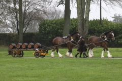 An entrant in the 2023 London Harness Horse Parade held at the South of England Showground in Ardingly, West Sussex, amidst driving rain. 10-Apr-2023. IMG_5991