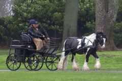 An entrant in the 2023 London Harness Horse Parade held at the South of England Showground in Ardingly, West Sussex, amidst driving rain. 10-Apr-2023. IMG_5993