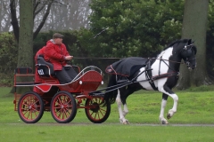 An entrant in the 2023 London Harness Horse Parade held at the South of England Showground in Ardingly, West Sussex, amidst driving rain. 10-Apr-2023. IMG_5997