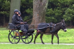 IMG_6004. An entrant in the 2023 London Harness Horse Parade held at the South of England Showground in Ardingly, West Sussex, amidst driving rain. 10-Apr-2023. IMG_6004