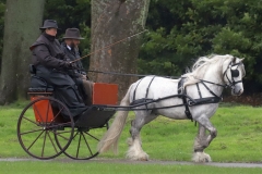 An entrant in the 2023 London Harness Horse Parade held at the South of England Showground in Ardingly, West Sussex, amidst driving rain. 10-Apr-2023. IMG_6006