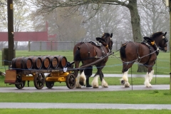 An entrant in the 2023 London Harness Horse Parade held at the South of England Showground in Ardingly, West Sussex, amidst driving rain. 10-Apr-2023. IMG_6012