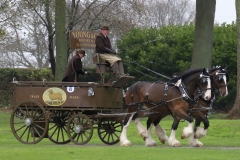 An entrant in the 2023 London Harness Horse Parade held at the South of England Showground in Ardingly, West Sussex, amidst driving rain. 10-Apr-2023. IMG_6020