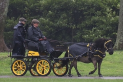 An entrant in the 2023 London Harness Horse Parade held at the South of England Showground in Ardingly, West Sussex, amidst driving rain. 10-Apr-2023. IMG_6035
