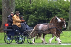 An entrant in the 2023 London Harness Horse Parade held at the South of England Showground in Ardingly, West Sussex, amidst driving rain. 10-Apr-2023. IMG_6040