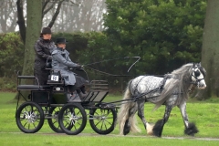 An entrant in the 2023 London Harness Horse Parade held at the South of England Showground in Ardingly, West Sussex, amidst driving rain. 10-Apr-2023. IMG_6078