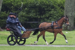 An entrant in the 2023 London Harness Horse Parade held at the South of England Showground in Ardingly, West Sussex, amidst driving rain. 10-Apr-2023. IMG_6086