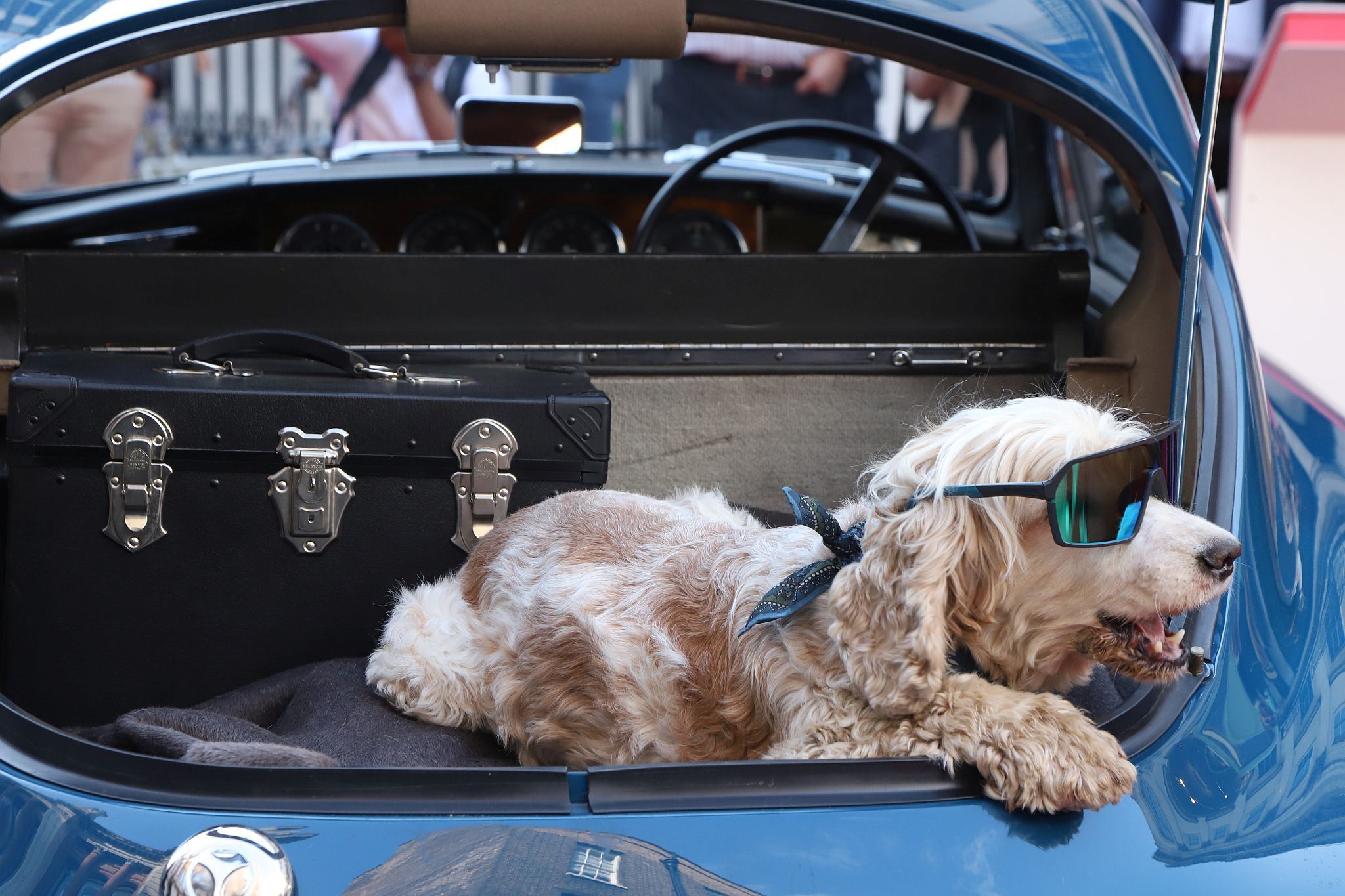 Dog in the back of a car. 2023 Savile Row Concours Car Show