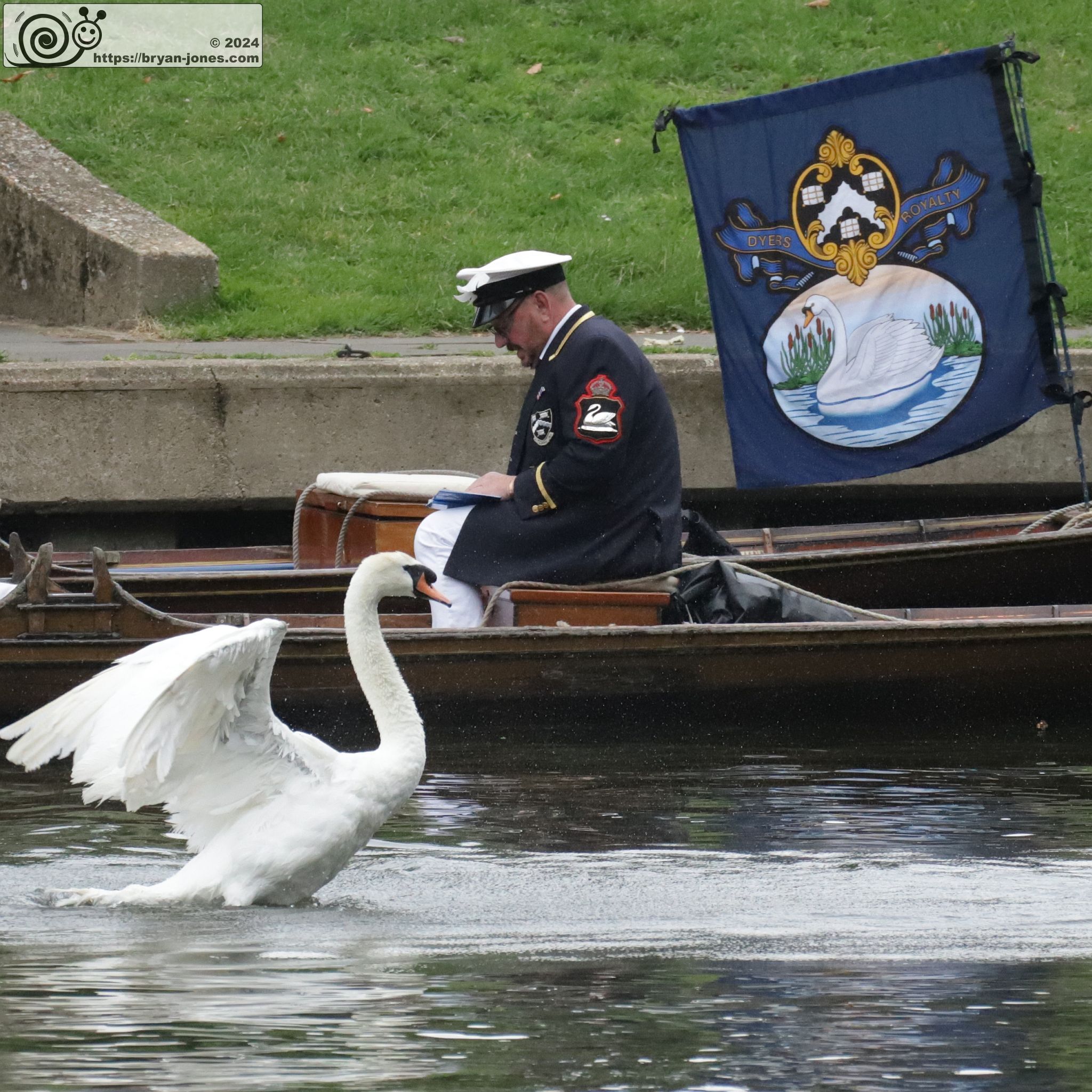 The ancient tradition of Swan Upping on the River Thames around Staines. 15-Jul-2024.