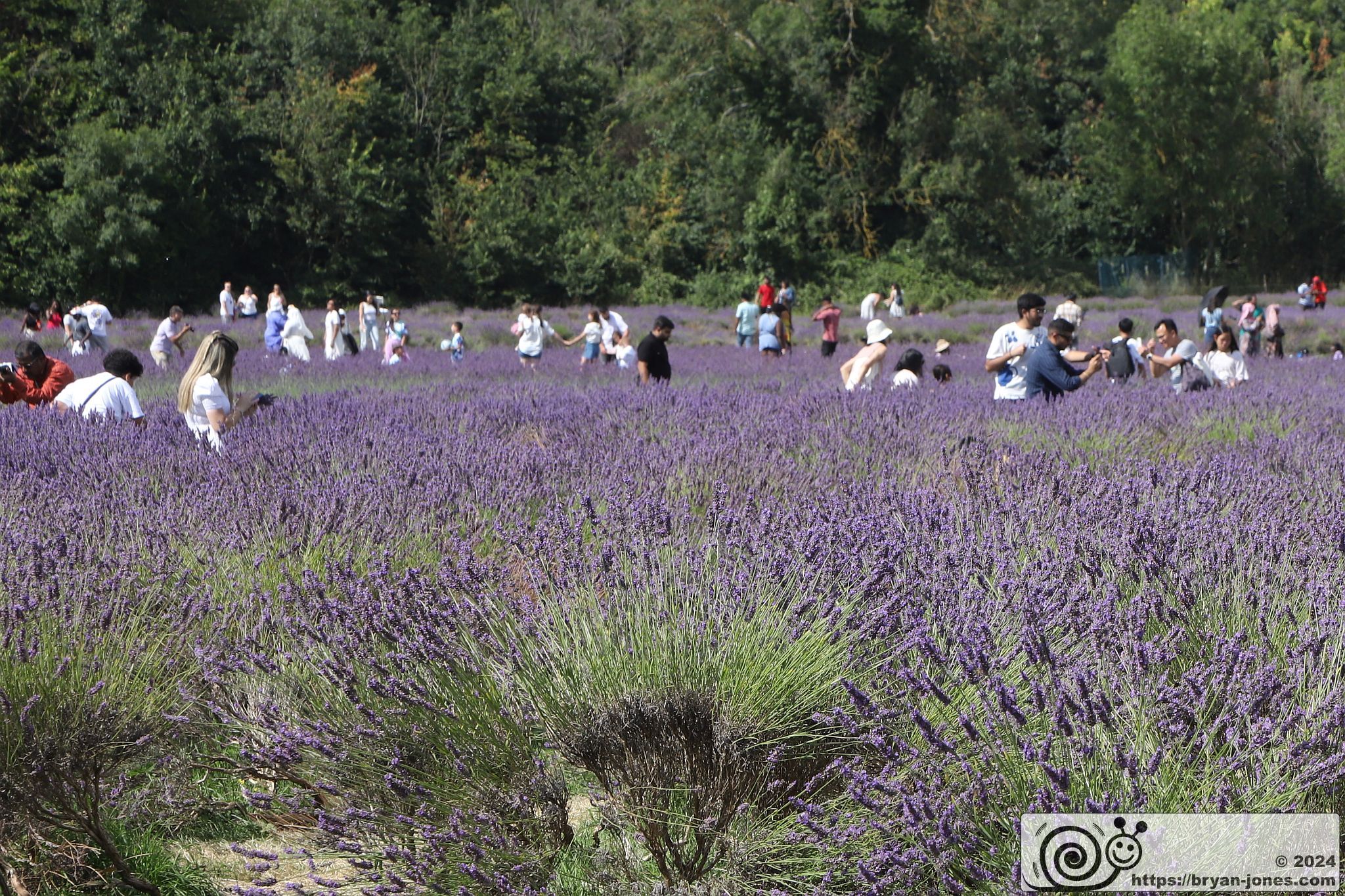 Mayfield Lavender Farm, Banstead, Surrey. 28-Jul-2024.