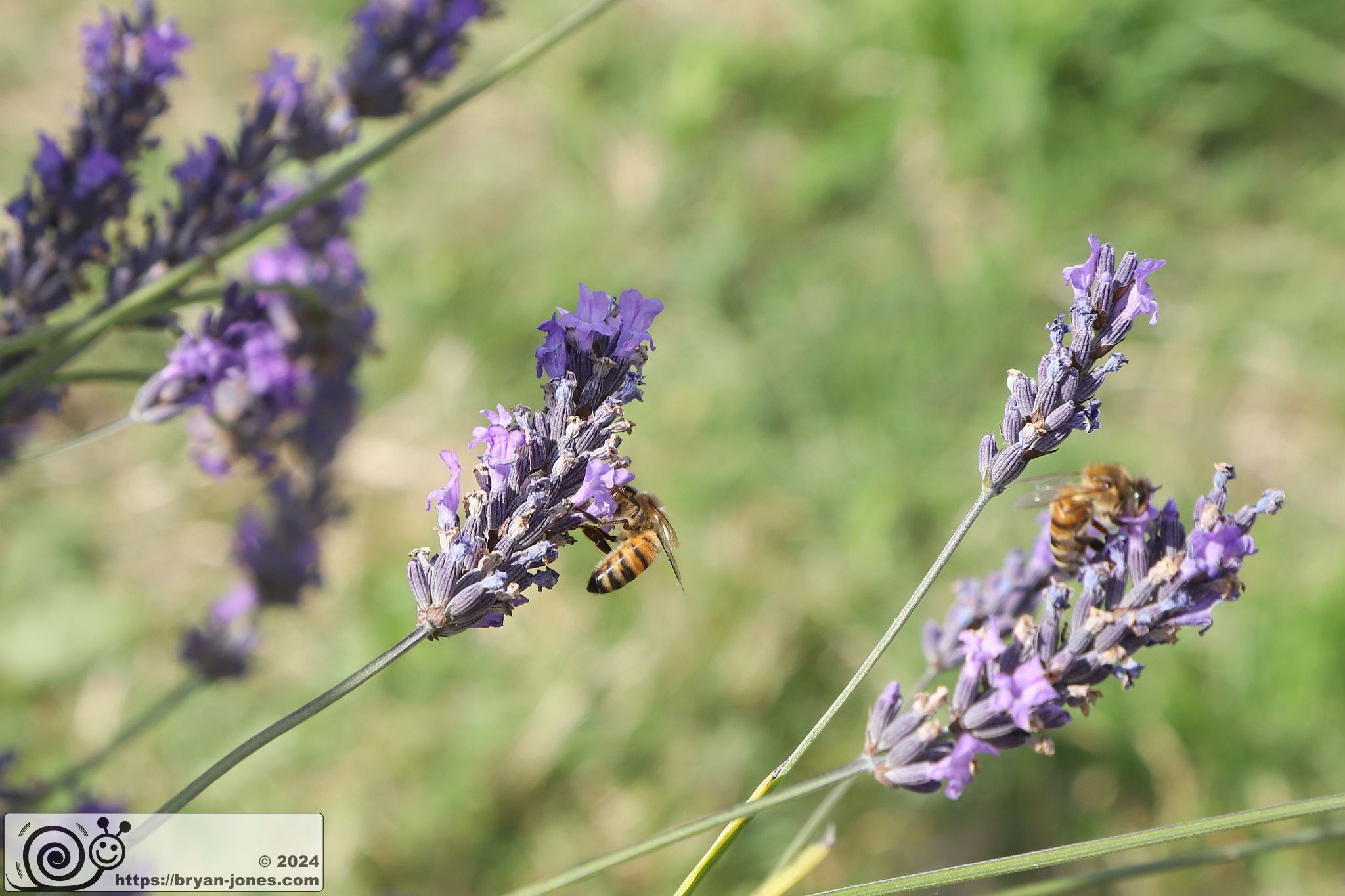 Mayfield Lavender Farm, Banstead, Surrey. 28-Jul-2024.