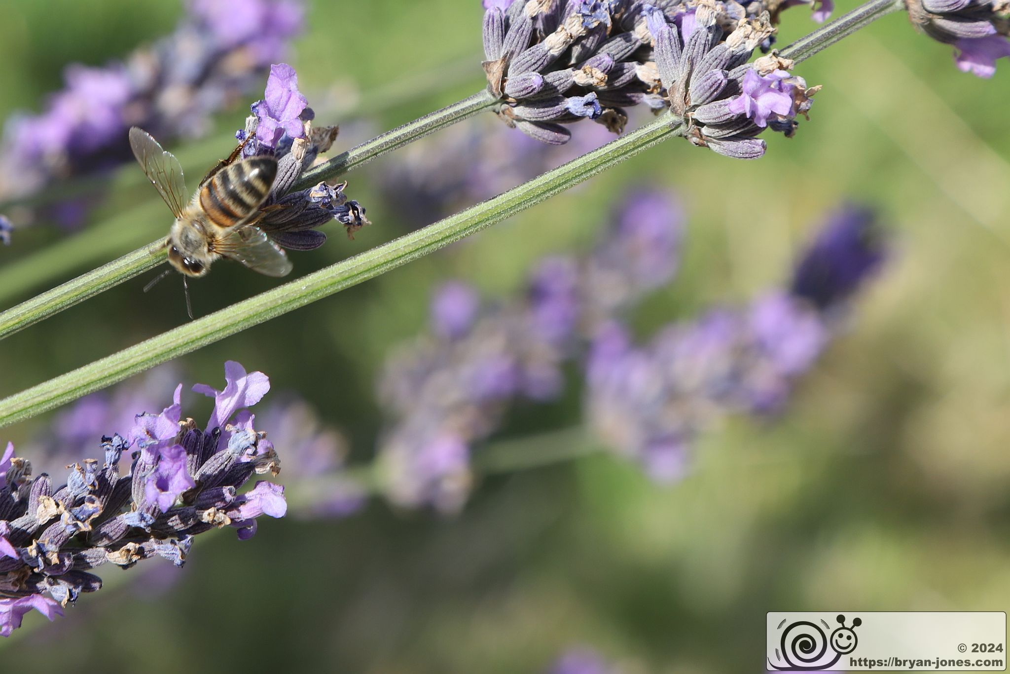 Mayfield Lavender Farm, Banstead, Surrey. 28-Jul-2024.