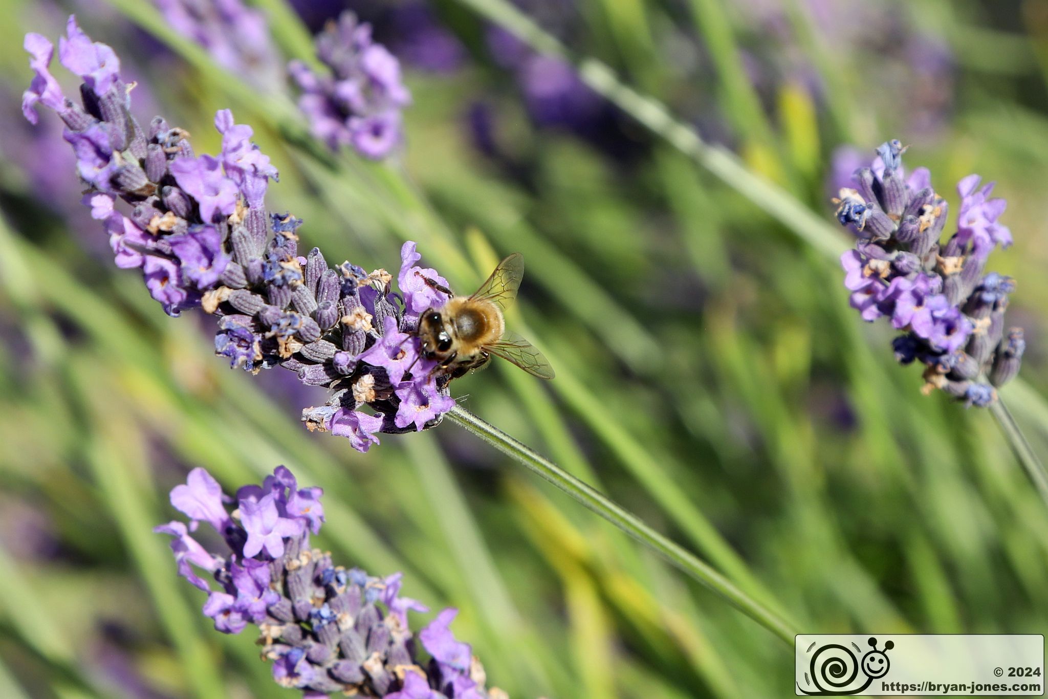 Mayfield Lavender Farm, Banstead, Surrey. 28-Jul-2024.