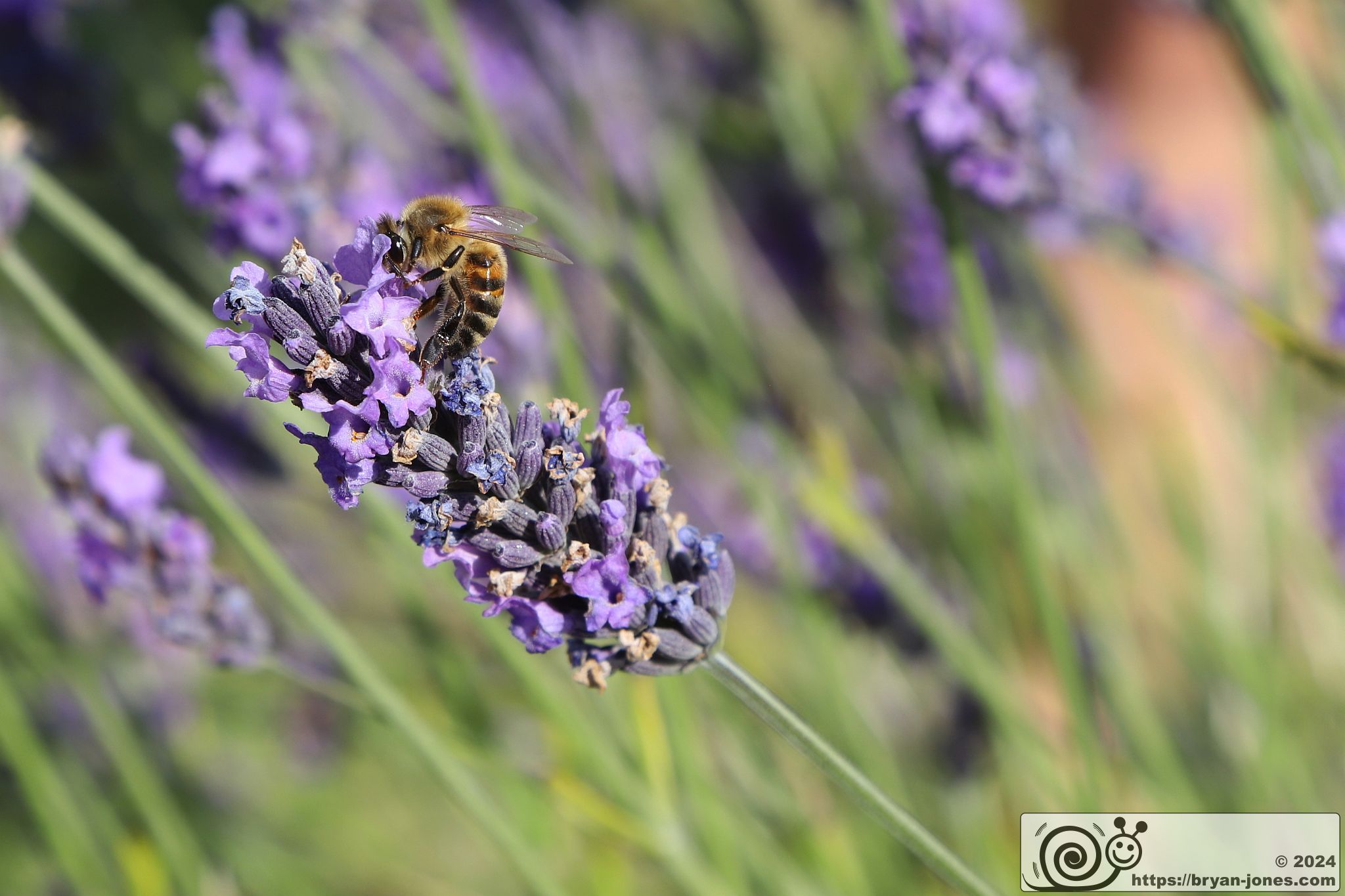 Mayfield Lavender Farm, Banstead, Surrey. 28-Jul-2024.