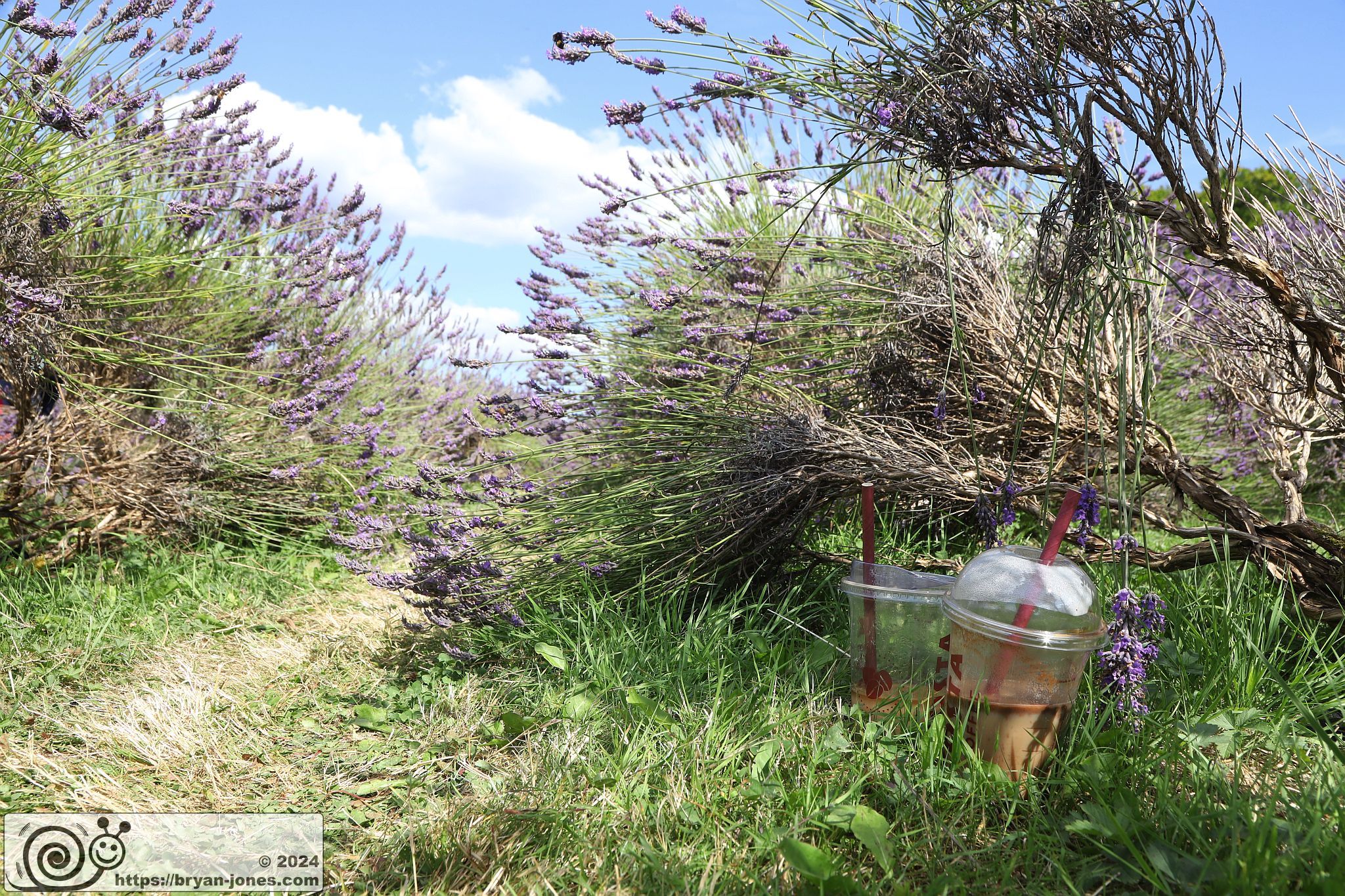 Mayfield Lavender Farm, Banstead, Surrey. 28-Jul-2024.