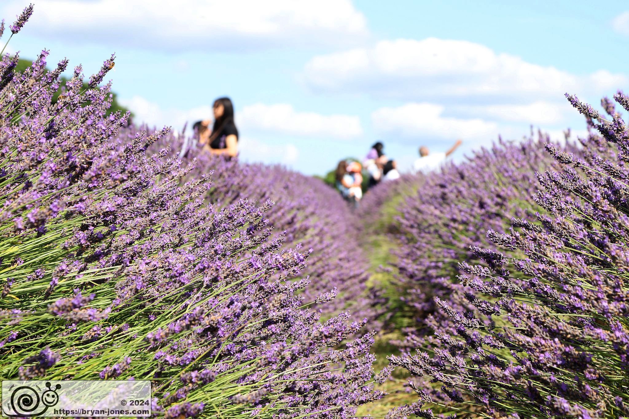 Mayfield Lavender Farm, Banstead, Surrey. 28-Jul-2024.