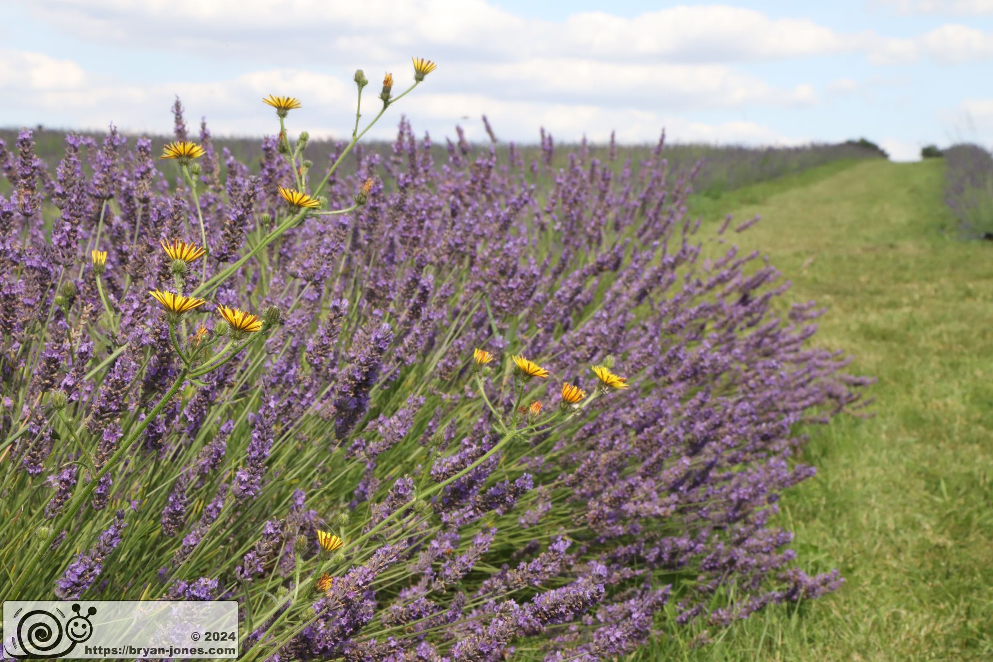 Mayfield Lavender Farm, Banstead, Surrey. 28-Jul-2024.
