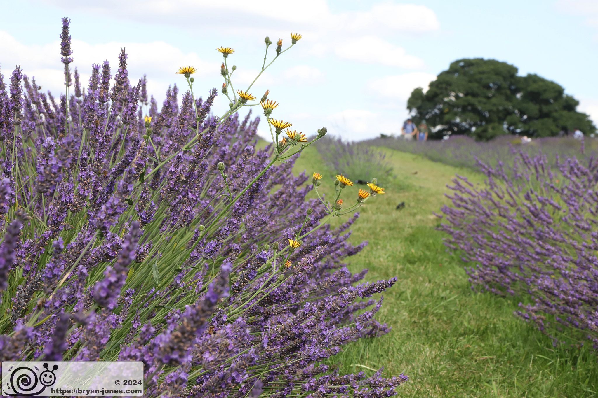 Mayfield Lavender Farm, Banstead, Surrey. 28-Jul-2024.