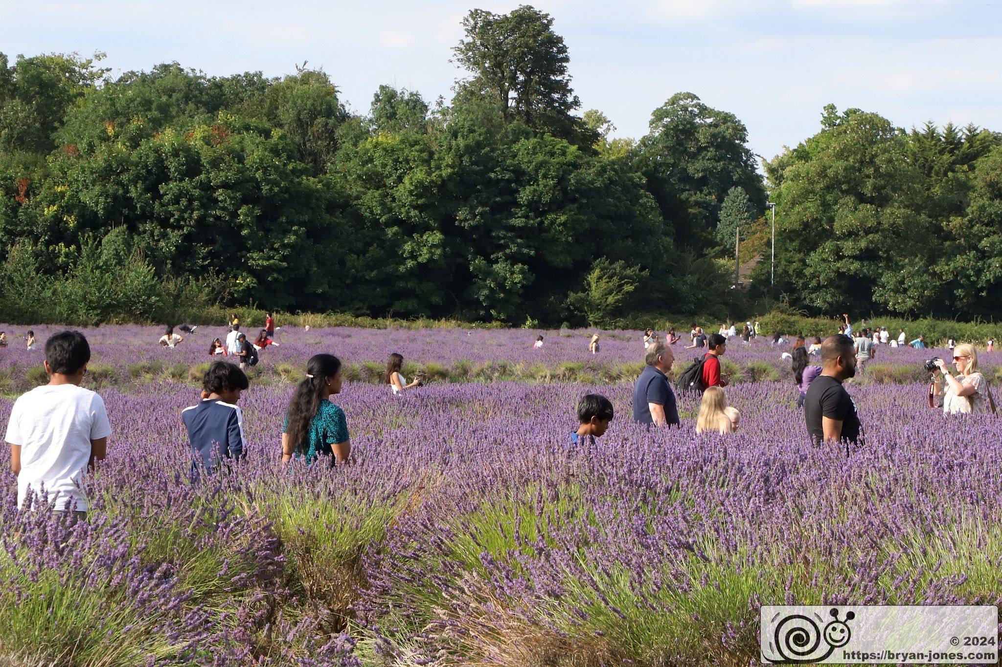 Mayfield Lavender Farm, Banstead, Surrey. 28-Jul-2024.
