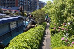 Houseboats and gardens at Tower Bridge moorings on the River Thames in London. Taken on 19-May-2018 during London Open Gardens Weekend. House boat.